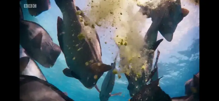 Green humphead parrotfish (Bolbometopon muricatum) as shown in Blue Planet II - Coral Reefs